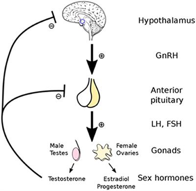 Frontiers Hypogonadism in Exercising Males Dysfunction or